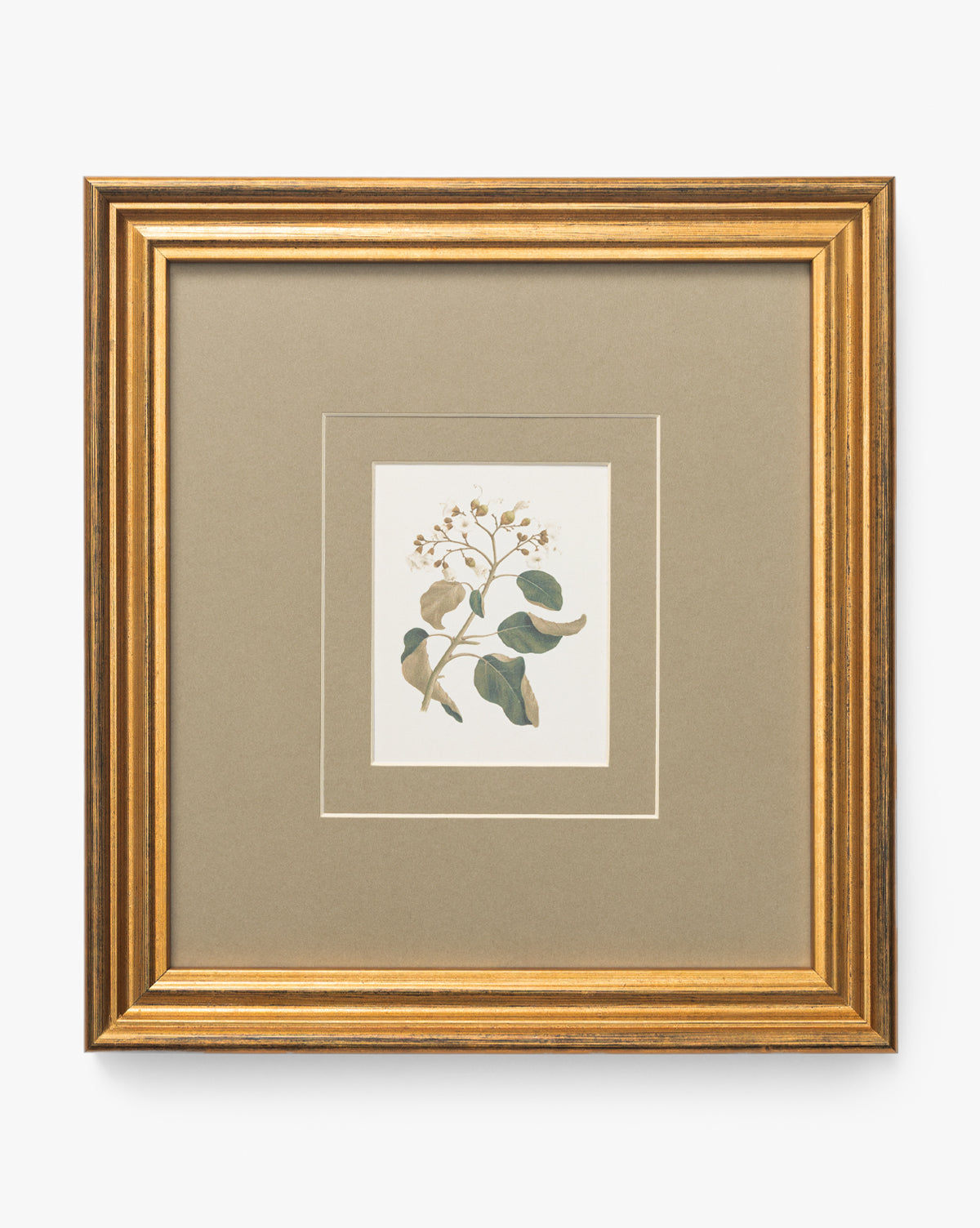 Blossoming Branch