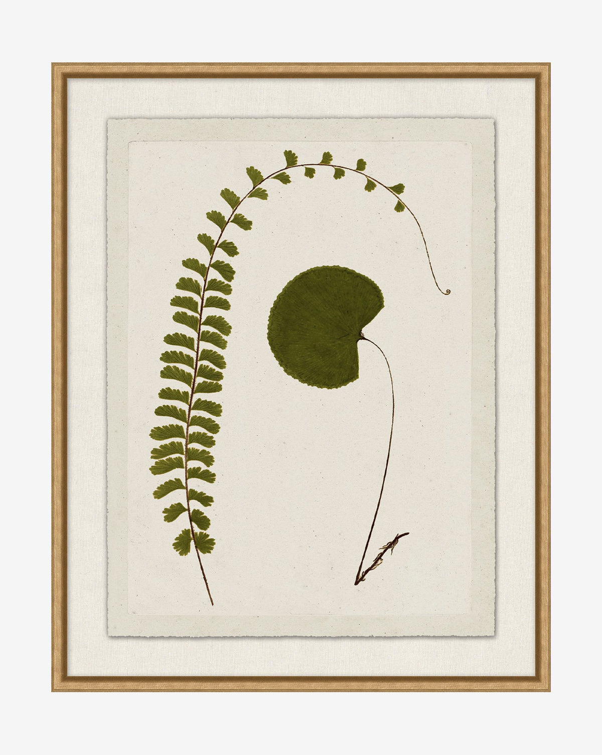 Botanical Pressings II: A framed art print showcasing a long, arching fern frond and a round leaf on a textured cream background, beautifully accented with a gold-finished frame, by Vendixs