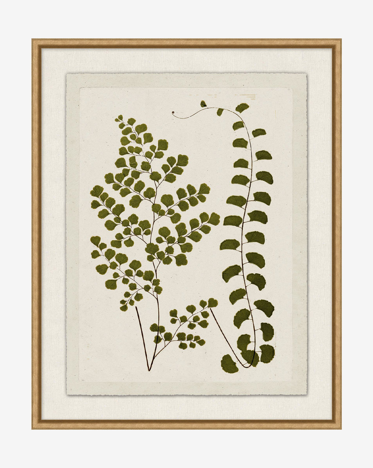 Botanical Pressings III is a framed giclee print showing two green fern stems with unique leaf patterns on a textured off-white background, set in a wooden frame with a neutral inner mat, by Vendixs