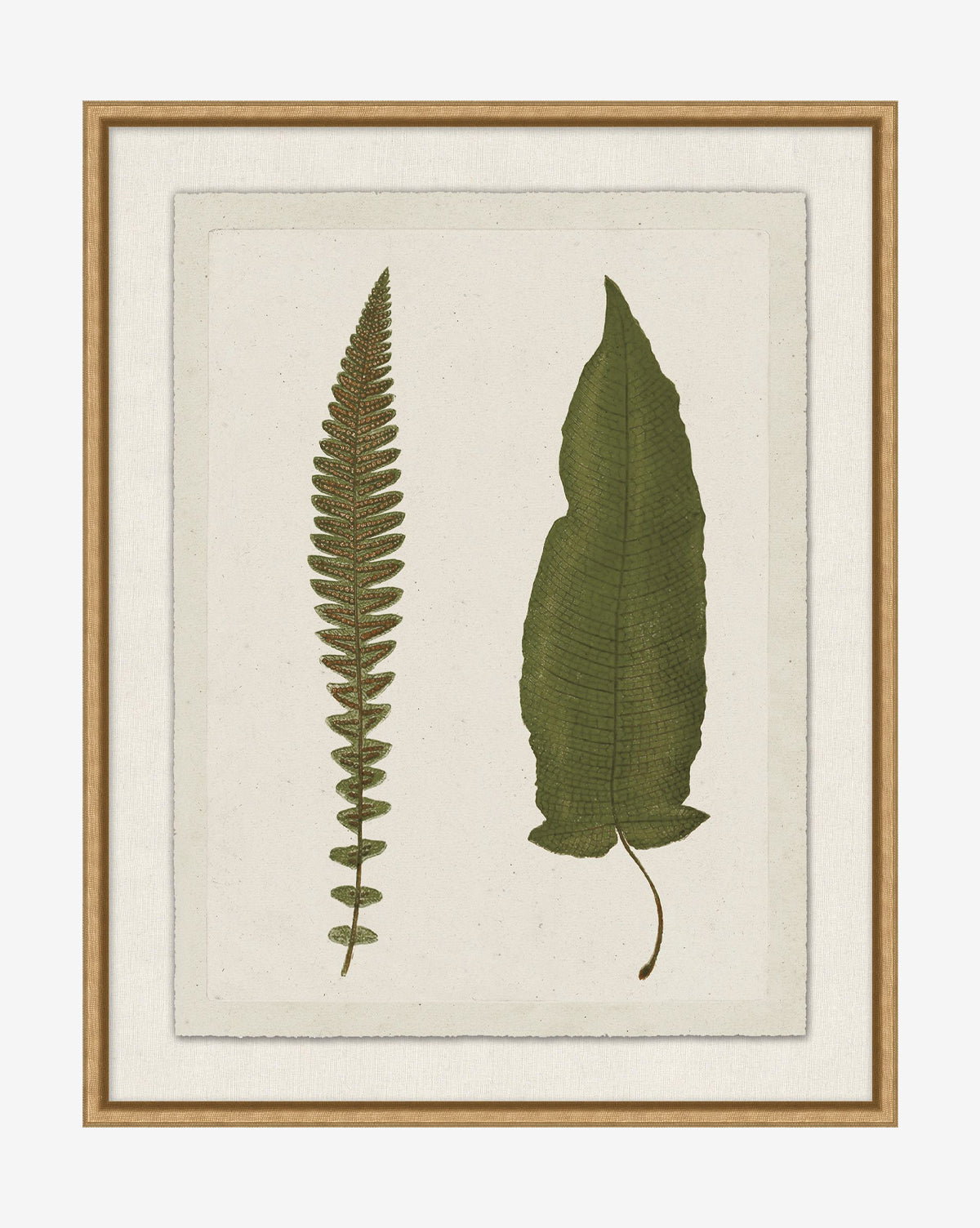 Botanical Pressings VII: a framed giclee print featuring a slim fern and broad leaf displayed on beige, set in a stylish gold-finished frame, by Vendixs