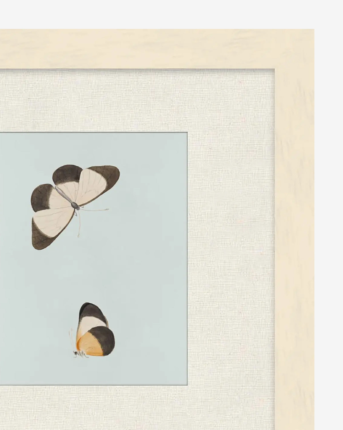 Butterflies Study I features two butterflies with cream, brown, and yellow wings on a light blue background, set in a light mat and wood frame—a charming nature-inspired wall art piece, by Vendixs
