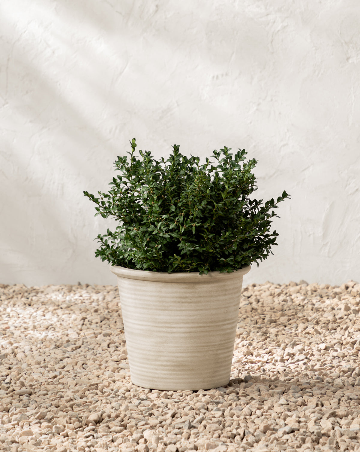 Canton Ceramic Planter shown with dimensions 13.5” Dia. x 11.5” H, ideal for medium-sized plants, from Vendixs
