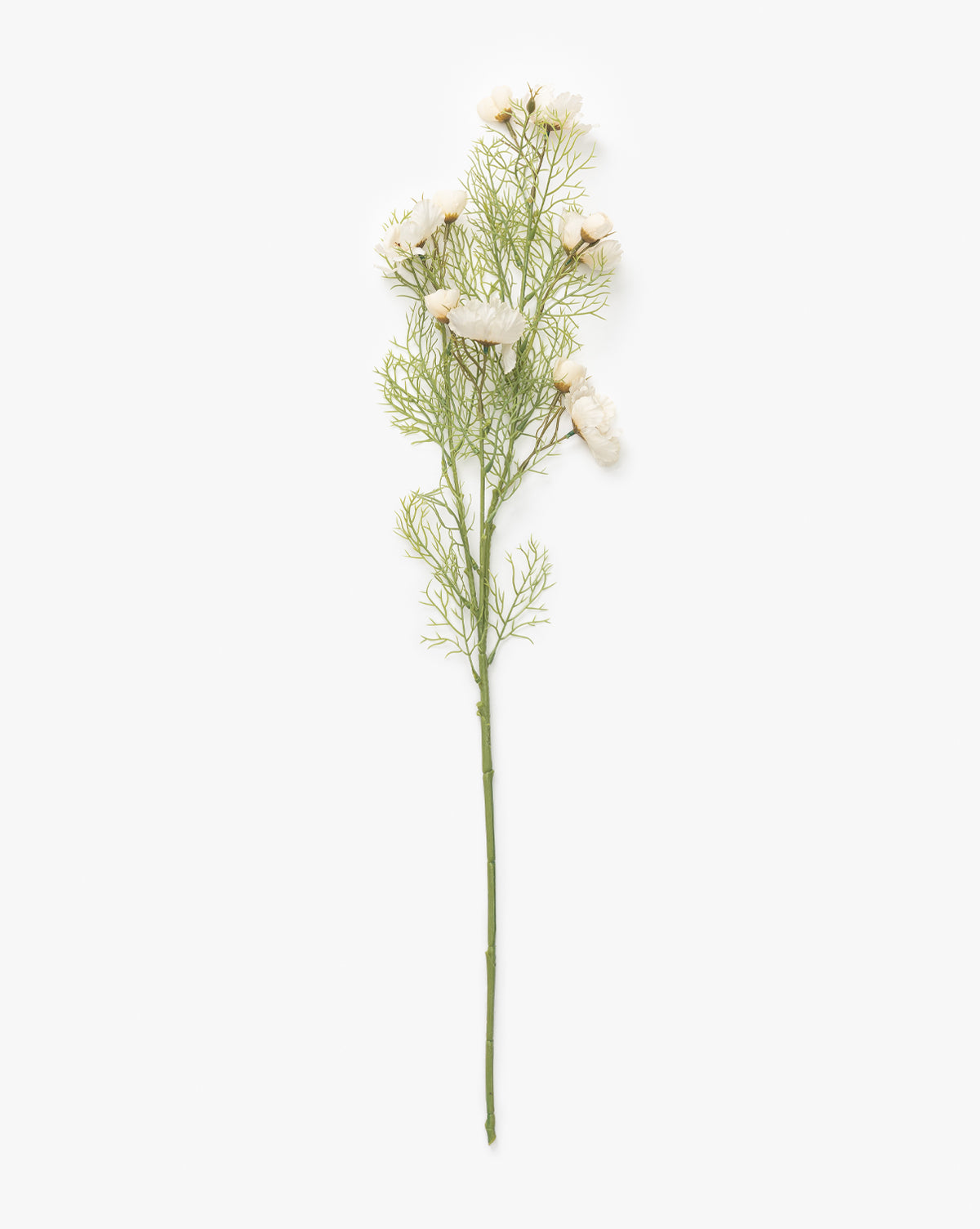 A single faux Cream Cosmos Stem with delicate green foliage, perfect for a vase arrangement and shown isolated on a white background, by Vendixs
