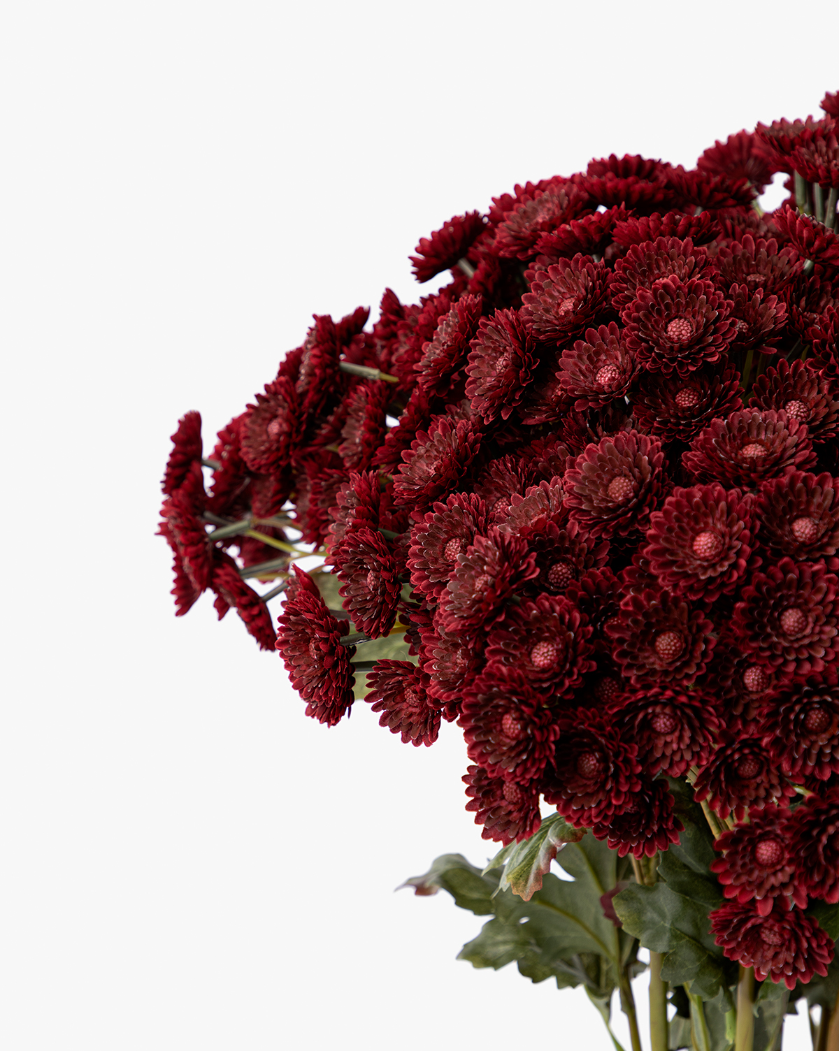 Perfect for seasonal décor, its densely layered petals stand out against a white background, by Vendixs