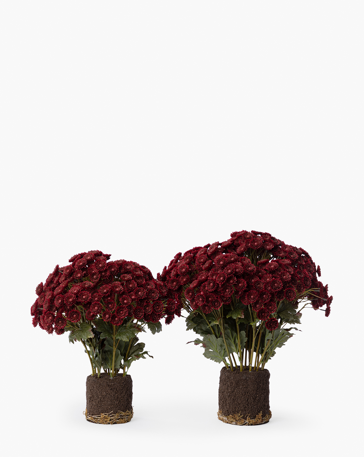 Two Faux Mum Drop-In potted plants with deep red chrysanthemum blooms and green leaves, showcasing lifelike flowers, exposed soil, and roots—ideal for seasonal decor against a white background, by Vendixs