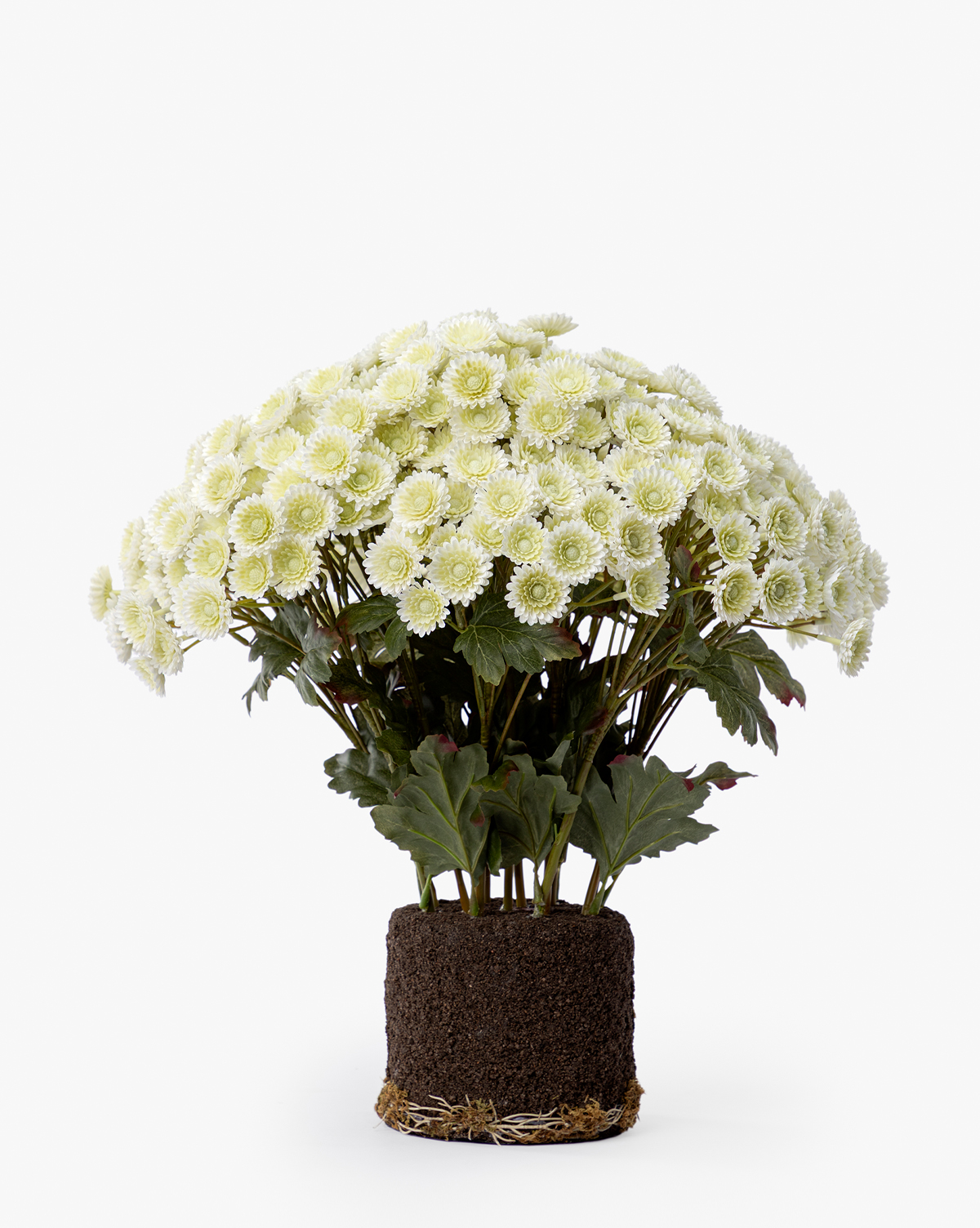 The Faux Mum Drop-In features a cluster of lifelike white chrysanthemums with green centers rising from visible soil, ideal for seasonal decor on a plain white background, by Vendixs