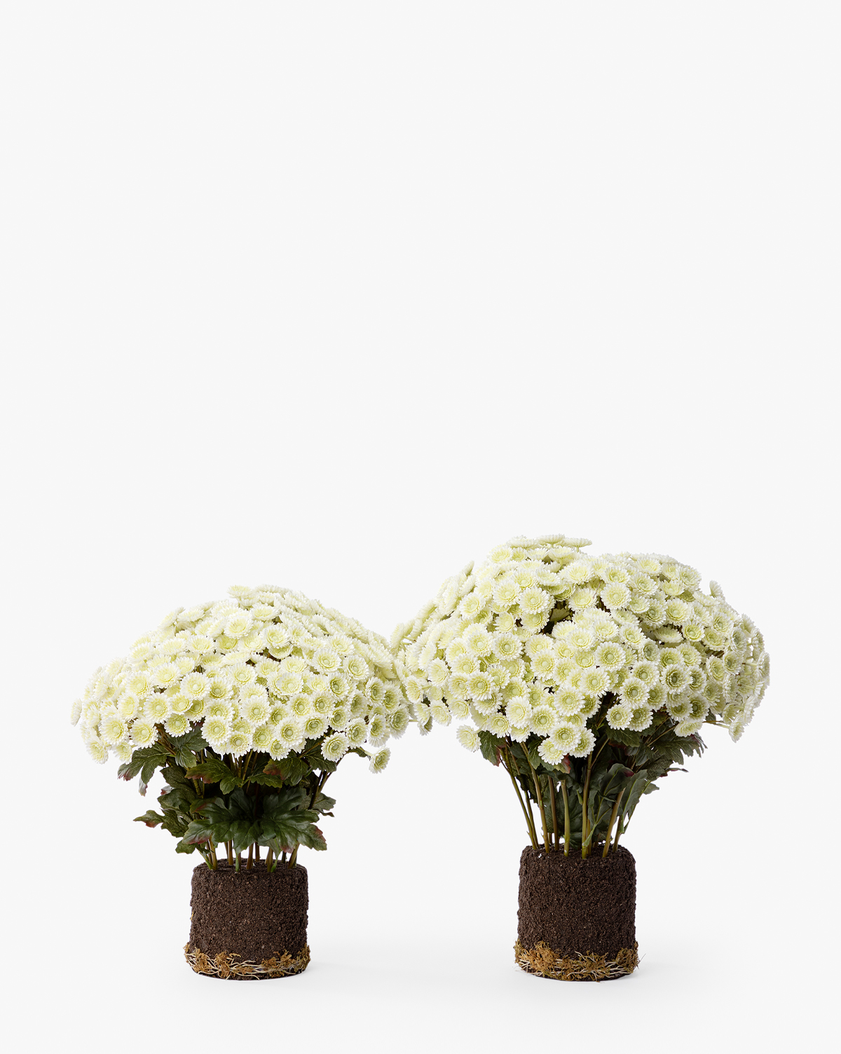 The Faux Mum Drop-In features two clusters of small white faux mum flowers with yellow centers and exposed roots, standing upright against a plain white background—ideal for seasonal décor, by Vendixs