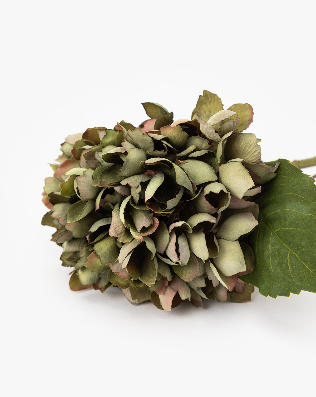 A single Green Hydrangea Stem with muted green and pink petals rests on a white background beside a large green leaf—an ideal touch to enhance your hydrangea arrangement, by Vendixs