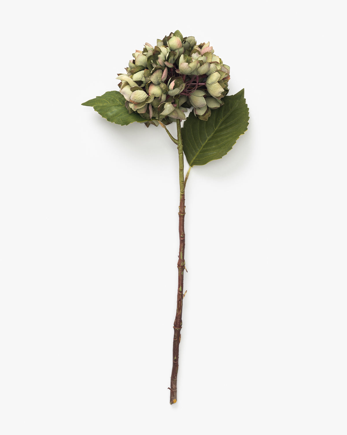 The Green Hydrangea Stem features a cluster of green and pink-tinted buds with two green leaves, ideal for hydrangea arrangements, shown against a plain white background, by Vendixs