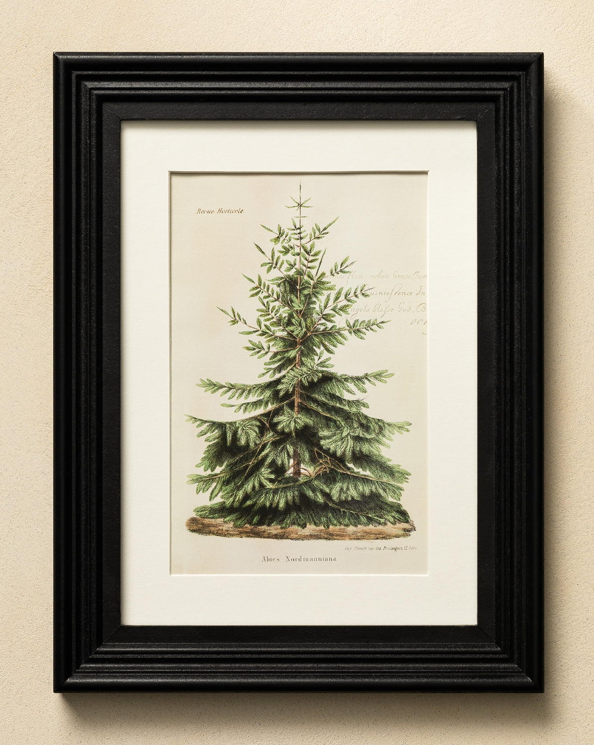 Holiday Tree Art is a framed print showcasing a botanical illustration of a spruce tree with detailed green branches on a light background, featuring handwritten notes and the Latin name Abies Suecica—ideal for holiday wall decor, by McGee & Co.