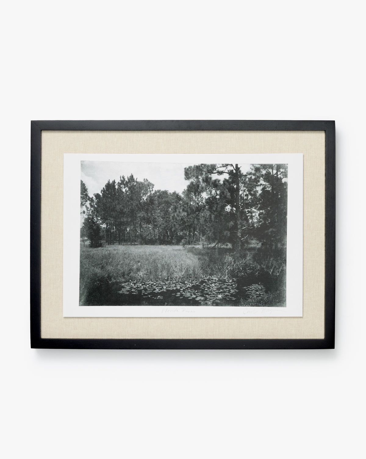 Muted Florida Pines by Carol Haymon