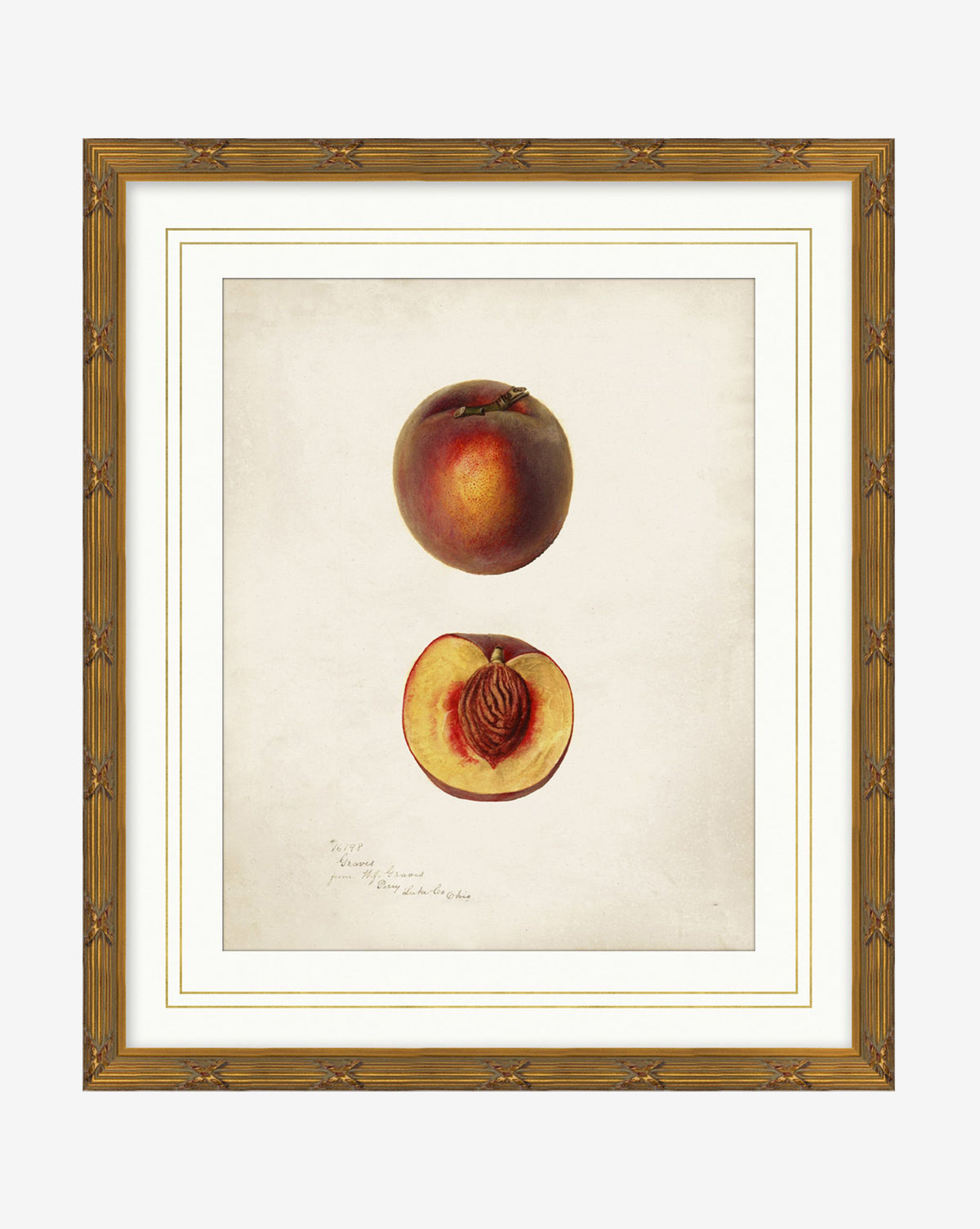 Peach Study: A classic illustration of a whole peach above a halved peach with visible pit on a neutral background, handwritten notes beneath—elegantly framed in gold wood, by McGee & Co.
