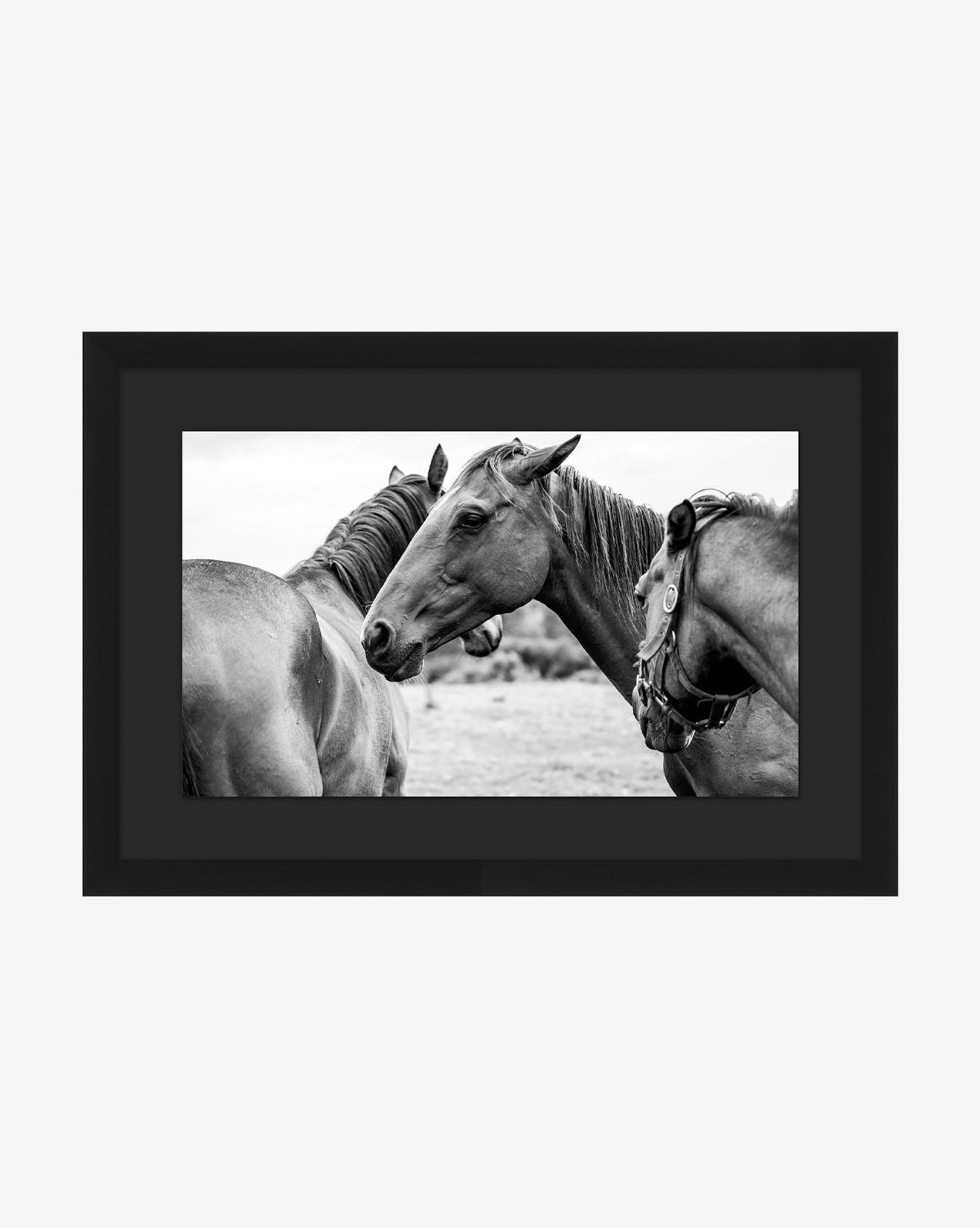 Photograph of Horses by Stokley Berg: a black-and-white giclee print features three horses—two face each other closely while the third stands aside, partly turned away. One wears a bridle. Elegantly framed in simple black wood, by Vendixs