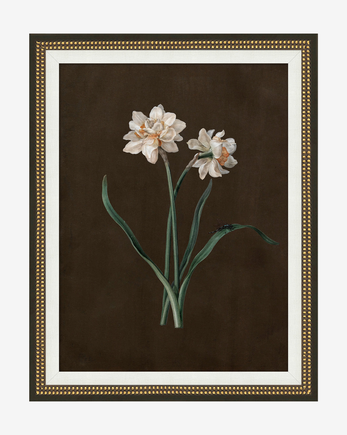 Sepia Sprouts III is a gallery-quality botanical illustration of two white daffodils with green stems and leaves on a dark brown background, presented in a gold-finished wood frame, by Vendixs