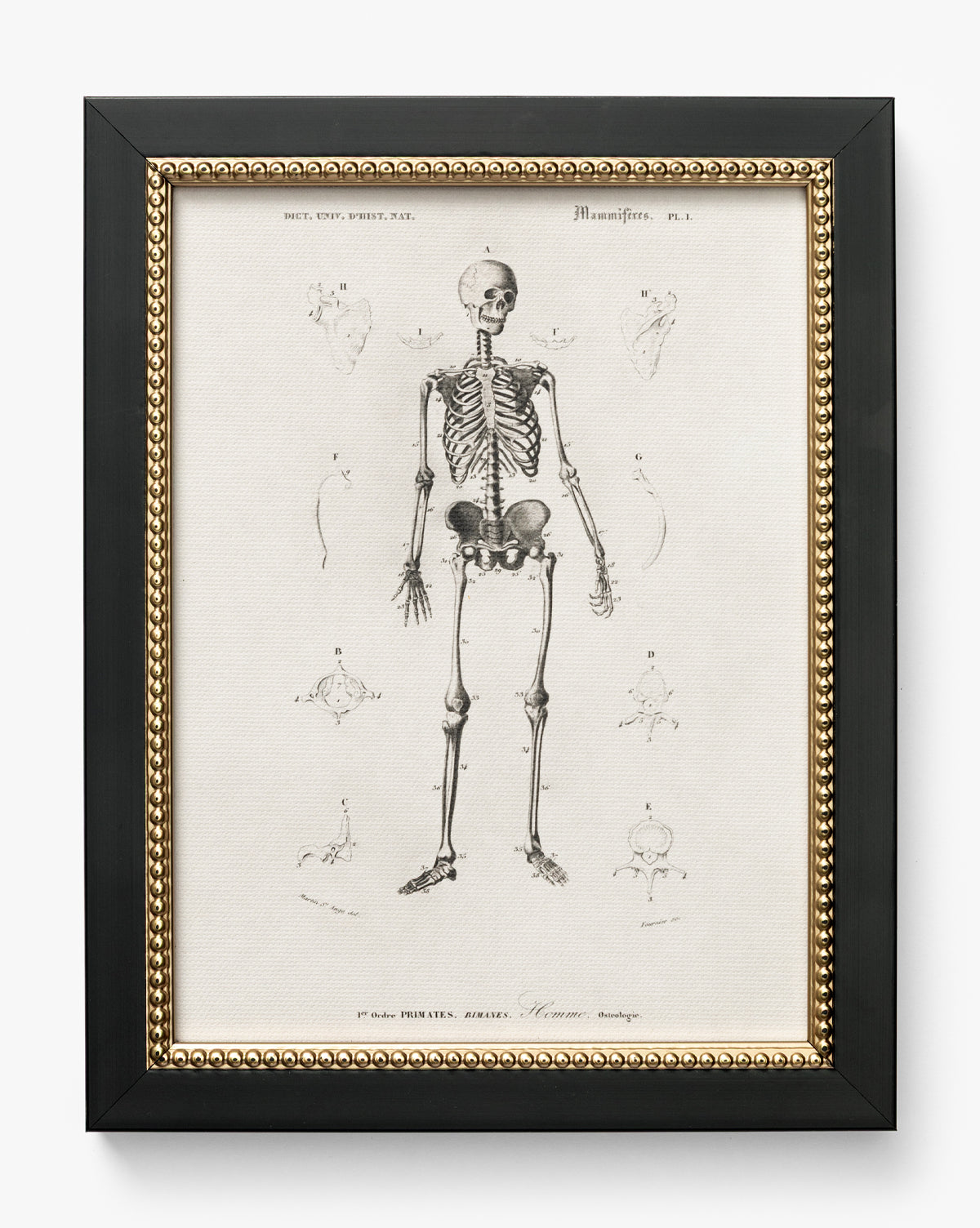 Skeleton Anatomy: A framed vintage illustration of the human skeleton with detailed bone and joint sketches on a white background, displayed in a black frame featuring a gold beaded inner border, by McGee & Co.